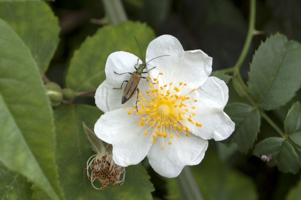 Oedemera nobilis dei monti Nebrodi (Sicilia)